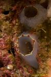Tunicates 12t unidentified
