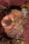 Tunicates 17t unidentified 2430