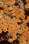 Tunicates 16t 2206