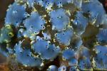 Tunicates 15t may be 2167