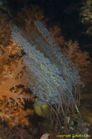 Tunicates 06t 0398