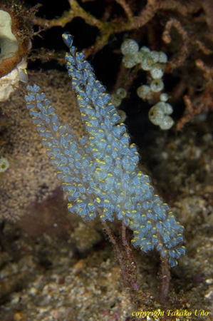 Tunicates 09t 0976