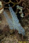 Tunicates 09t 0976