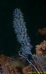 Tunicates 04t 0267