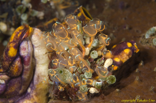 Tunicates 02t 0249