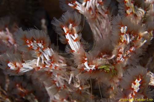 Tube Worms 02t 3403 Filograna implexa