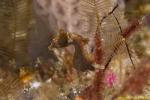 Pontohi Pygmy Seahorse 015t 3469