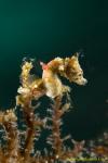 Pontohi Pygmy Seahorse 001tc 0059