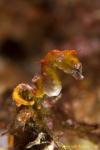 Pontohi Pygmy Seahorse 002tc 0876