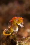 Pontohi Pygmy Seahorse 003tc 0878