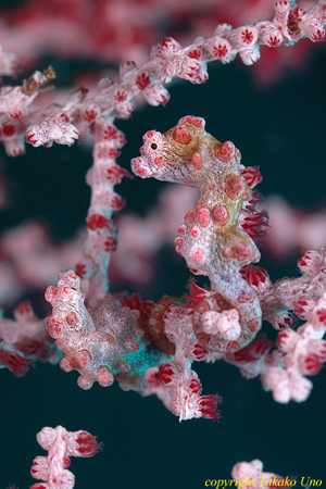 Bargibanti Pygmy Seahorse 01t 0679