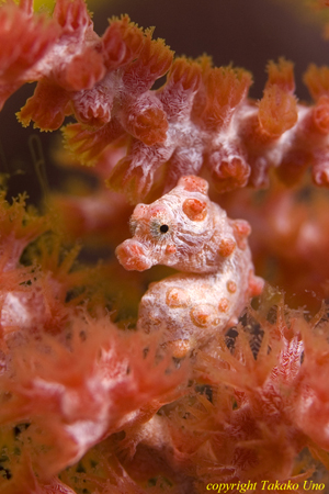 Bargibanti Pygmy Seahorse 07t 1689