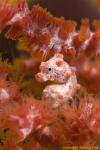 Bargibanti Pygmy Seahorse 07t 1689