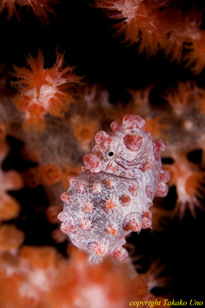 Bargibanti Pygmy Seahorse 11t 1961