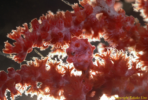 Bargibanti Pygmy Seahorse 01ac
