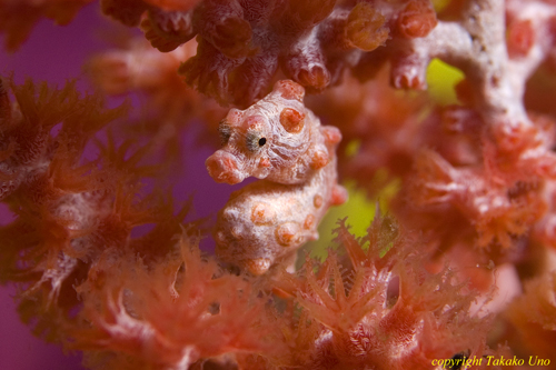 Bargibanti Pygmy Seahorse 09t 1690