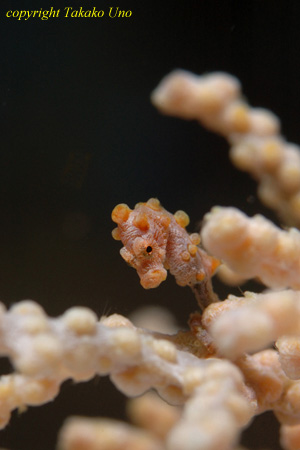 Bargibanti Pygmy Seahorse 03t juvenile 0814