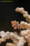 Bargibanti Pygmy Seahorse 03t juvenile 0814