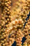 Denise Pygmy Seahorse 019t 2338