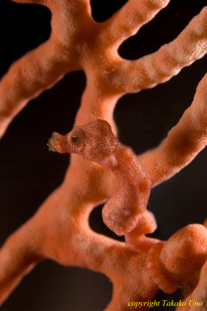 Denise Pygmy Seahorse 02t 0944
