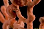 Denise Pygmy Seahorse 01t 0947