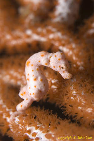 Denise Pygmy Seahorse 09t 1095