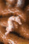 Denise Pygmy Seahorse 09t 1095
