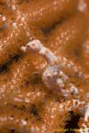 Denise Pygmy Seahorse 04t 1085
