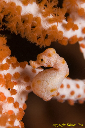 Denise Pygmy Seahorse 017t 1934