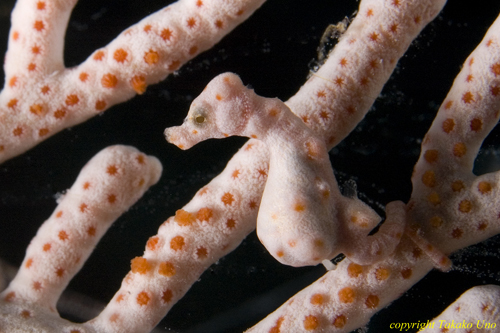 Denise Pygmy Seahorse 013t 1615