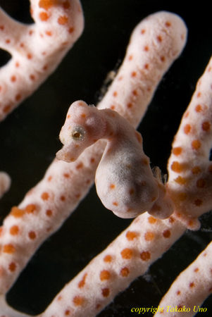 Denise Pygmy Seahorse 014t 1617