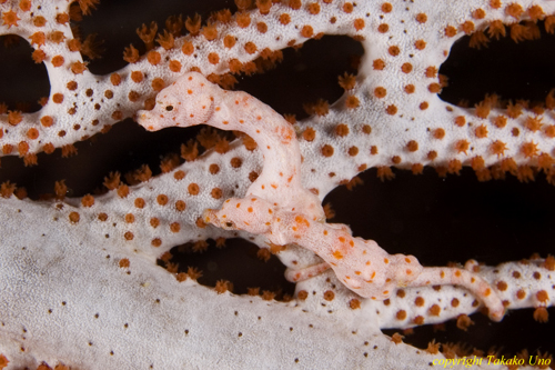 Denise Pygmy Seahorse 018t 1941