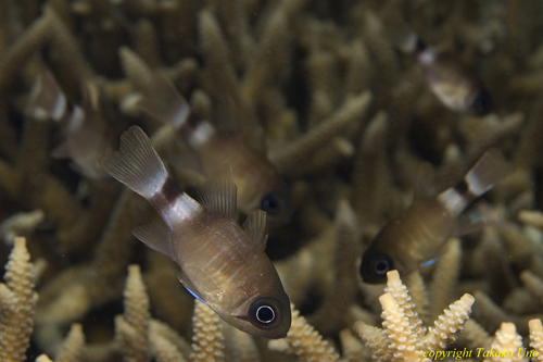 Cardinal Fish 05t 2313