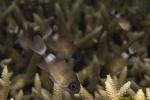 Cardinal Fish 05t 2313