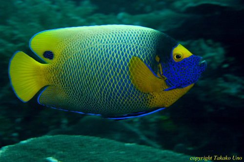 Blue Face Angelfish 02t