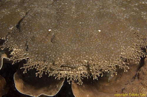 Wobbegong 009t 3600