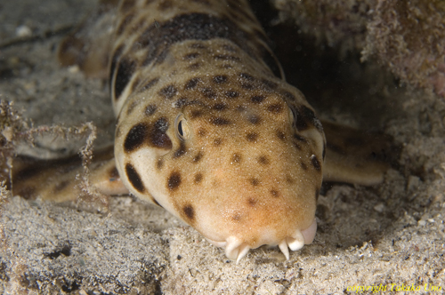 Epaulette Walking Shark 05t new species 3255