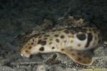 Epaulette Walking Shark 04t new species 3243