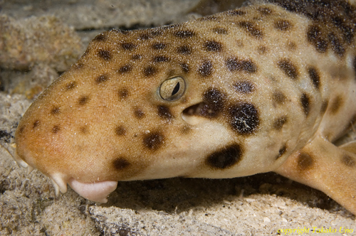 Epaulette Walking Shark 07t 3279