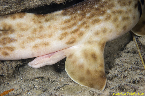 Epaulette Walking Shark 03t new species claspers 3155