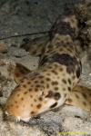 Epaulette Walking Shark 06t new species 3268