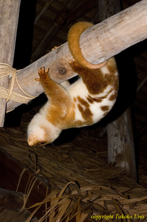 Cus Cus Peter 16t 1193