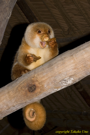 Cus Cus Peter 03t 1176