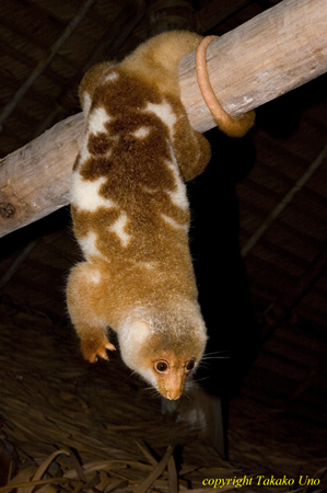 Cus Cus Peter 14t 1191