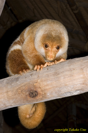 Cus Cus Peter 05t 1179