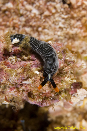 Elysia Nudi 03t 2184