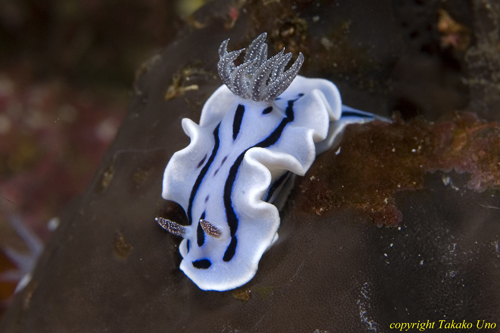 Chromodoris willani 01t 2322