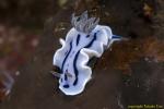 Chromodoris willani 01t 2322