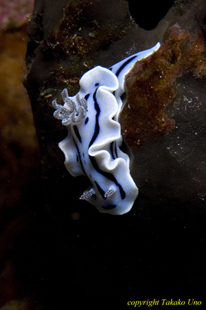 Chromodoris willani 02t 232.jp3g