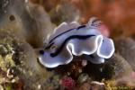 Chromodoris willani 03tc 0128